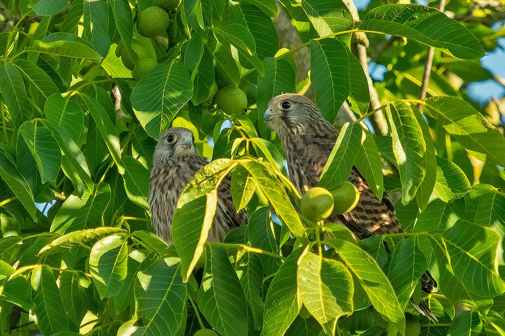 Ausflug in den Walnussbaum