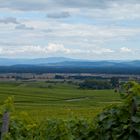 Ausflug in den Weinbergen von Ribeauvillé