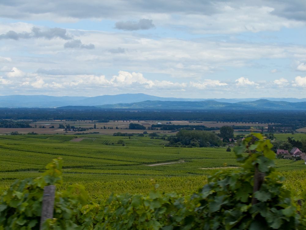 Ausflug in den Weinbergen von Ribeauvillé