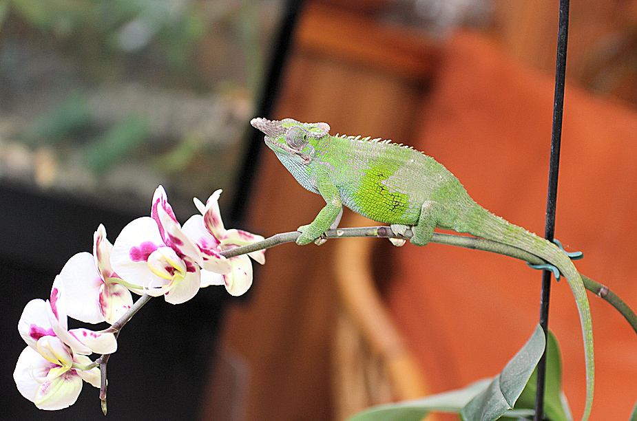 Ausflug in den Wintergarten