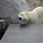 Ausflug in den Zoo nach Emmen 