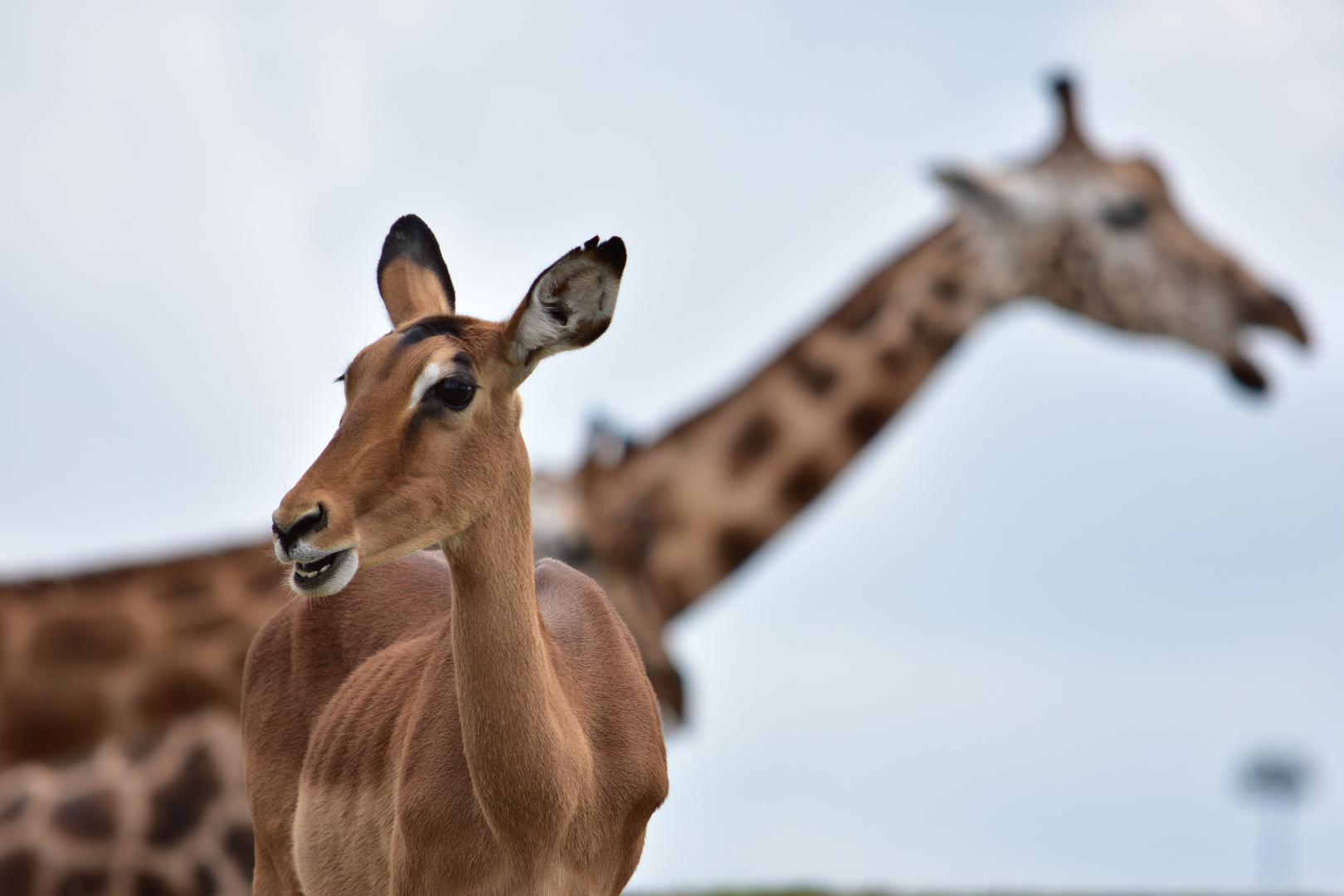 Ausflug in den Zoo nach Emmen 