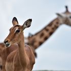 Ausflug in den Zoo nach Emmen 