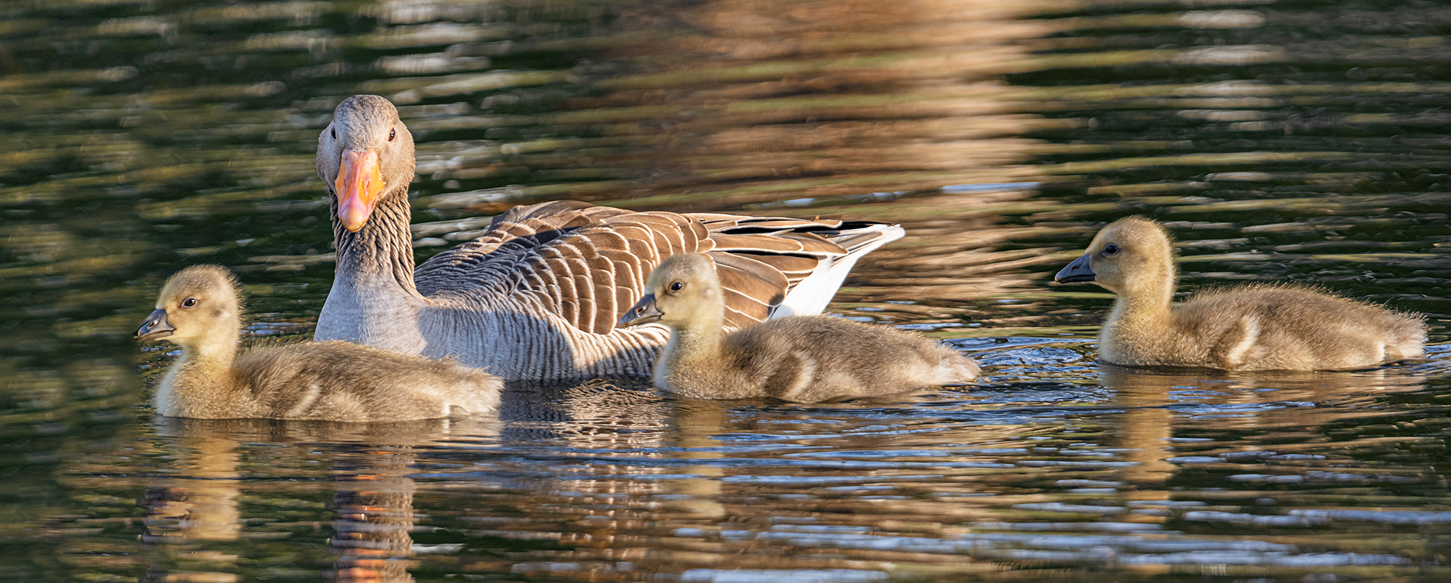 Ausflug in der Abendsonne