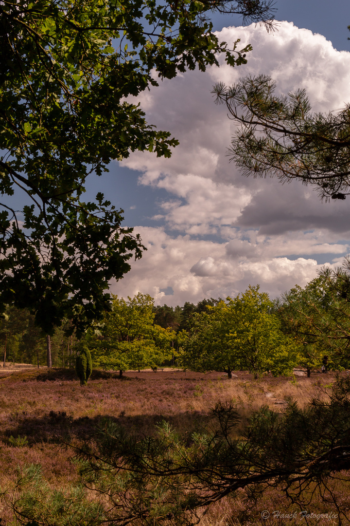 Ausflug in der Lüneburger Heide