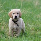 Ausflug in die Felder - excursion in green grass