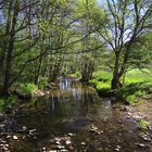 Ausflug in die Ginsterheide (1 von 10)