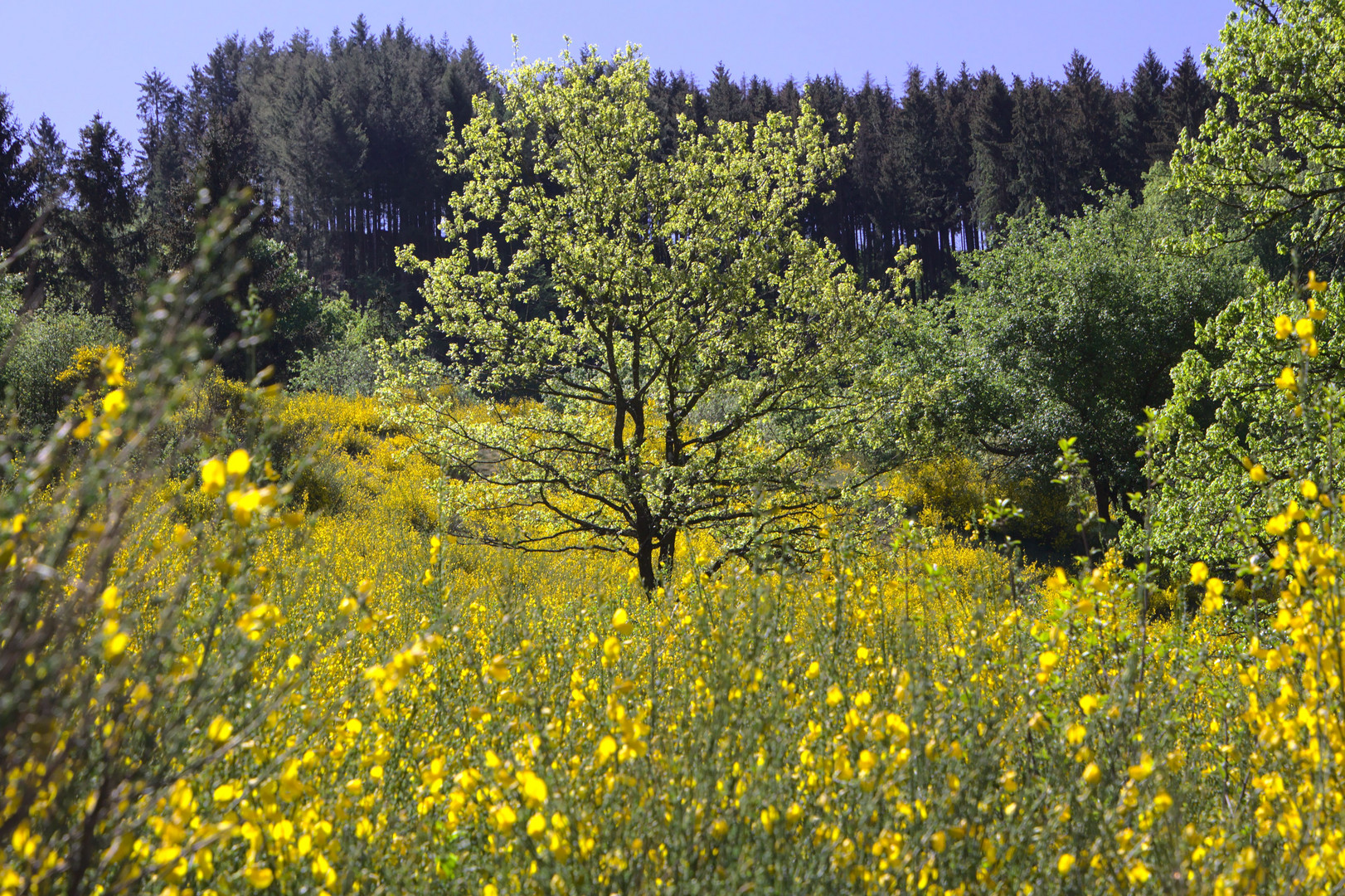 Ausflug in die Ginsterheide (2 von 10)