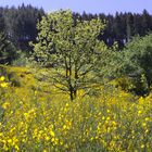 Ausflug in die Ginsterheide (2 von 10)