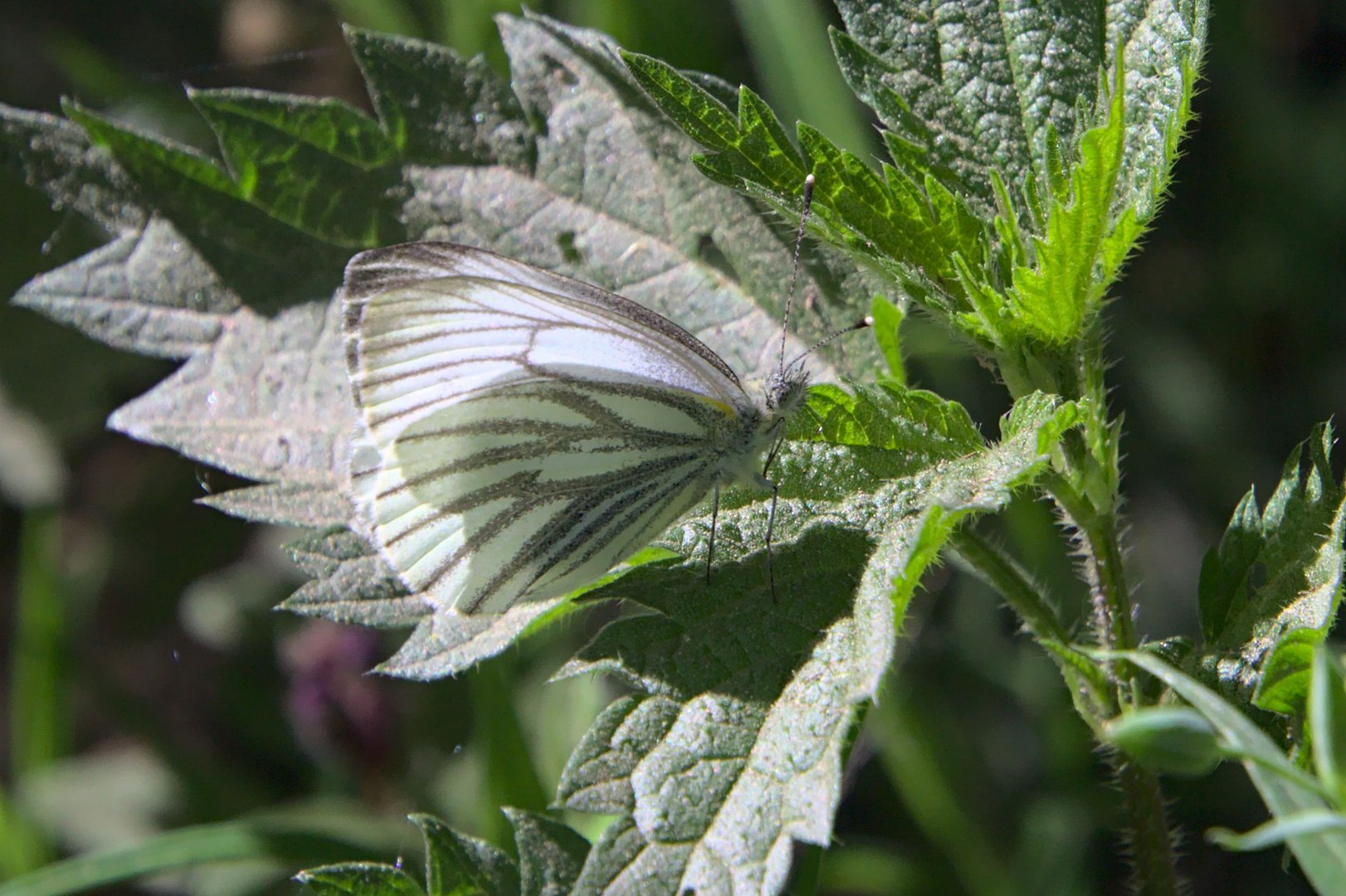 Ausflug in die Ginsterheide (3 von 10)