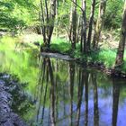 Ausflug in die Ginsterheide (4 von 10)