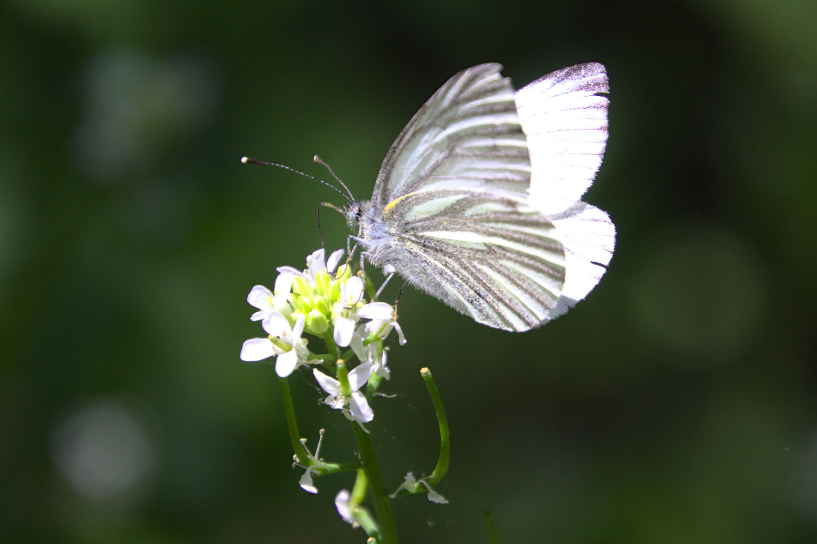 Ausflug in die Ginsterheide (5 von 10)