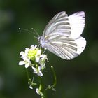 Ausflug in die Ginsterheide (5 von 10)