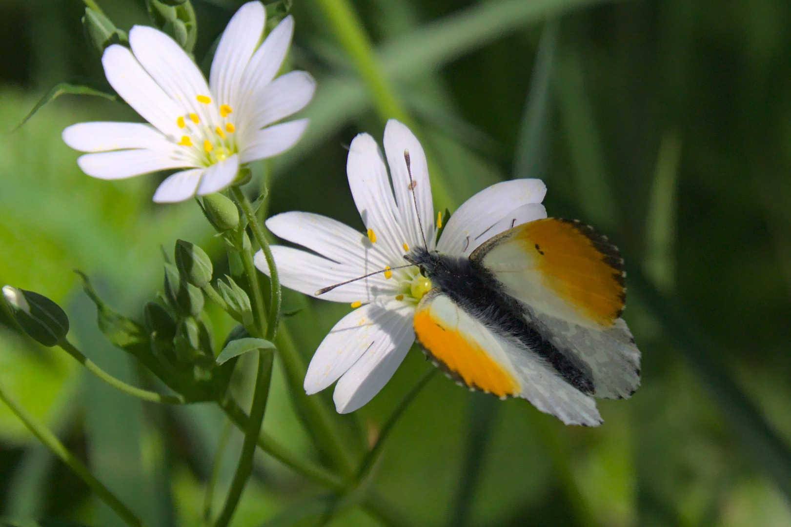 Ausflug in die Ginsterheide (6 von 10)