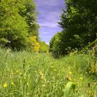 Ausflug in die Ginsterheide (8 von 10)