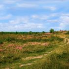 Ausflug in die Heide