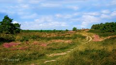 Ausflug in die Heide