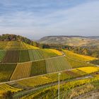 Ausflug in die herbstlichen Weinberge #2