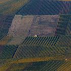 Ausflug in die herbstlichen Weinberge #3