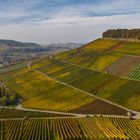 Ausflug in die herbstlichen Weinberge #4