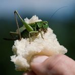 Ausflug in die Partnachklamm - Brotzeit - das Essen