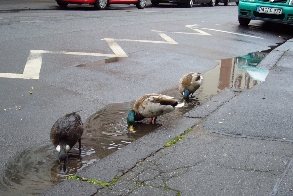 Ausflug in die Stadt