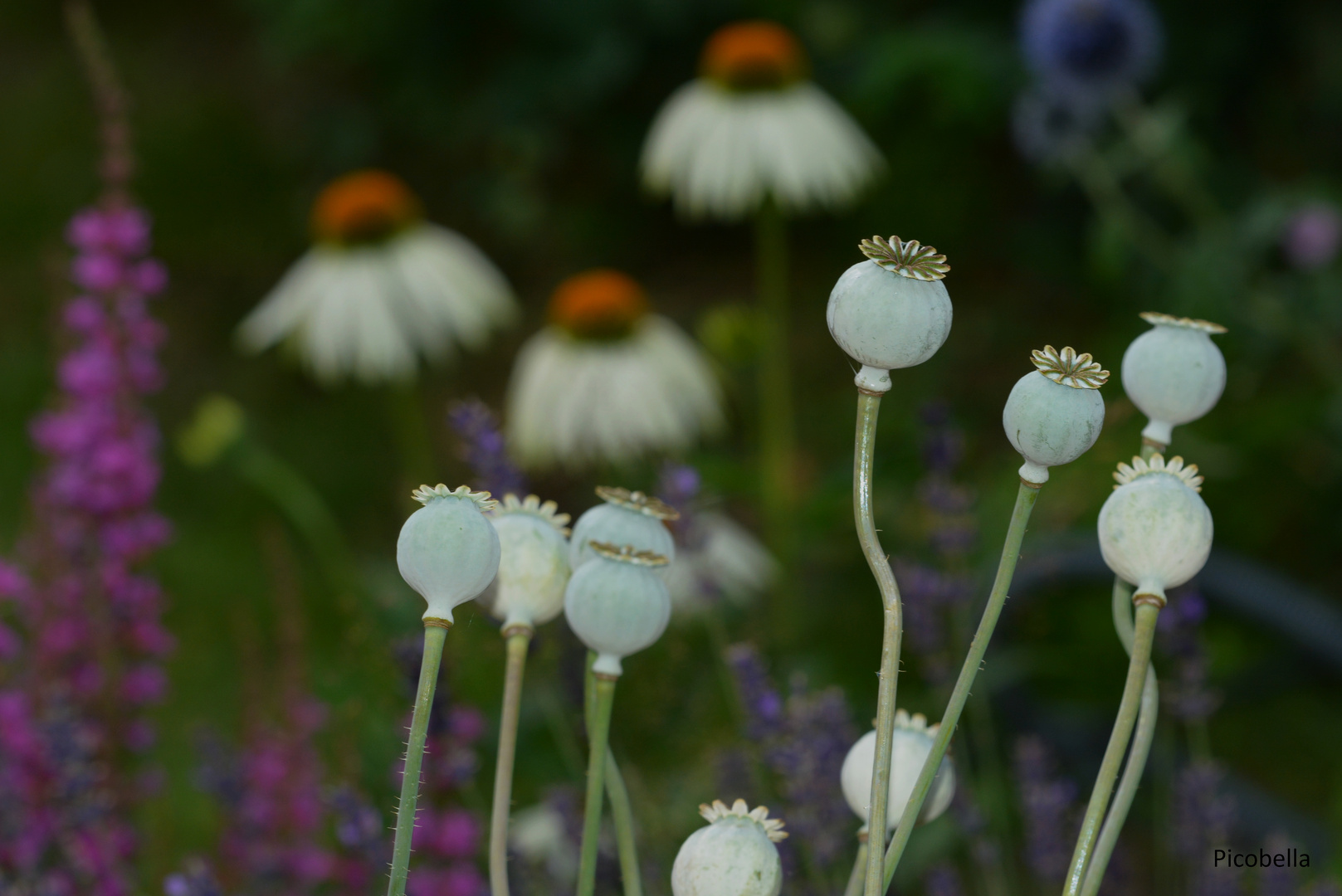 Ausflug in Picobellas Garten 