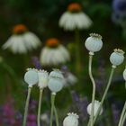 Ausflug in Picobellas Garten 