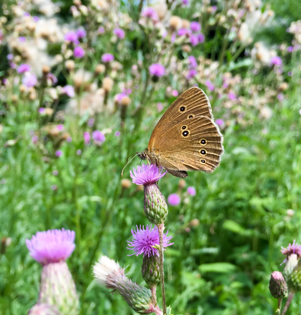 Ausflug ins Blumenmeer des braunen Waldvogels :-)