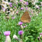 Ausflug ins Blumenmeer des braunen Waldvogels :-)