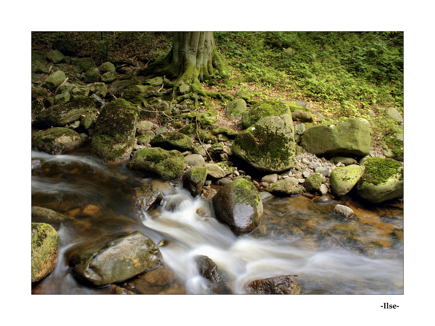 Ausflug ins Ilsetal