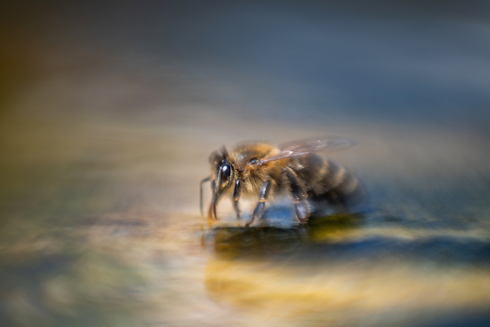 Ausflug ins Land der Bienen