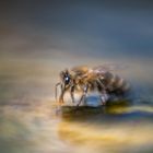 Ausflug ins Land der Bienen