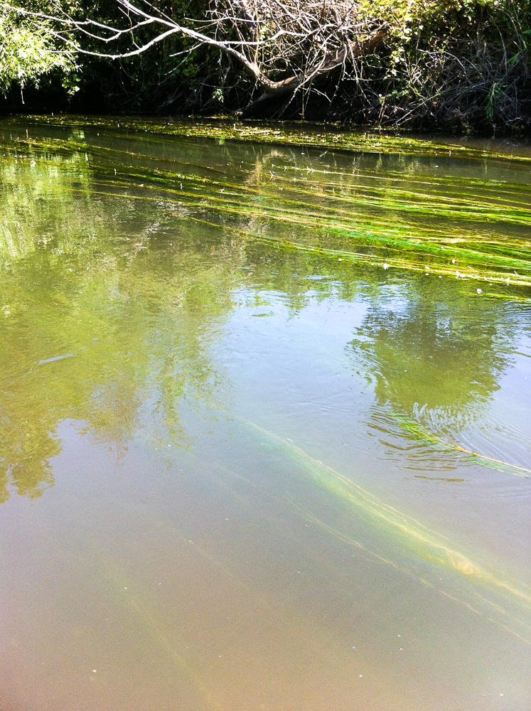 Ausflug ins Naturschutzgebiet "Taubergiessen" (Rheinauen bei Rust)