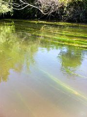 Ausflug ins Naturschutzgebiet "Taubergiessen" (Rheinauen bei Rust)