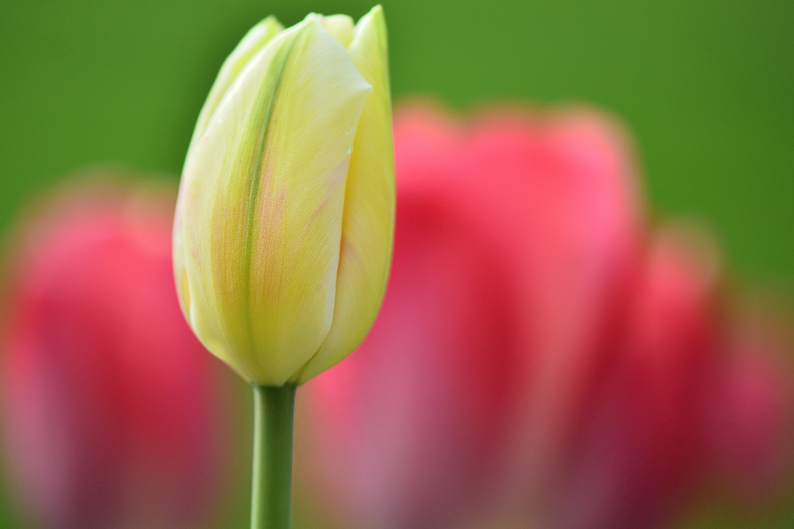 Ausflug ins Tulpenland 1/5