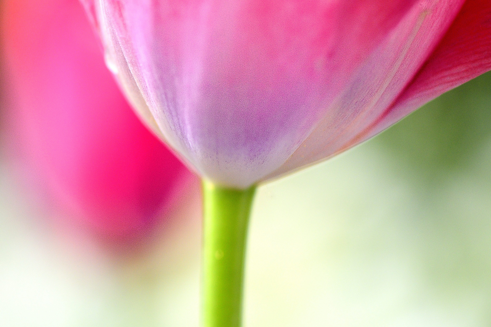 Ausflug ins Tulpenland 4/5