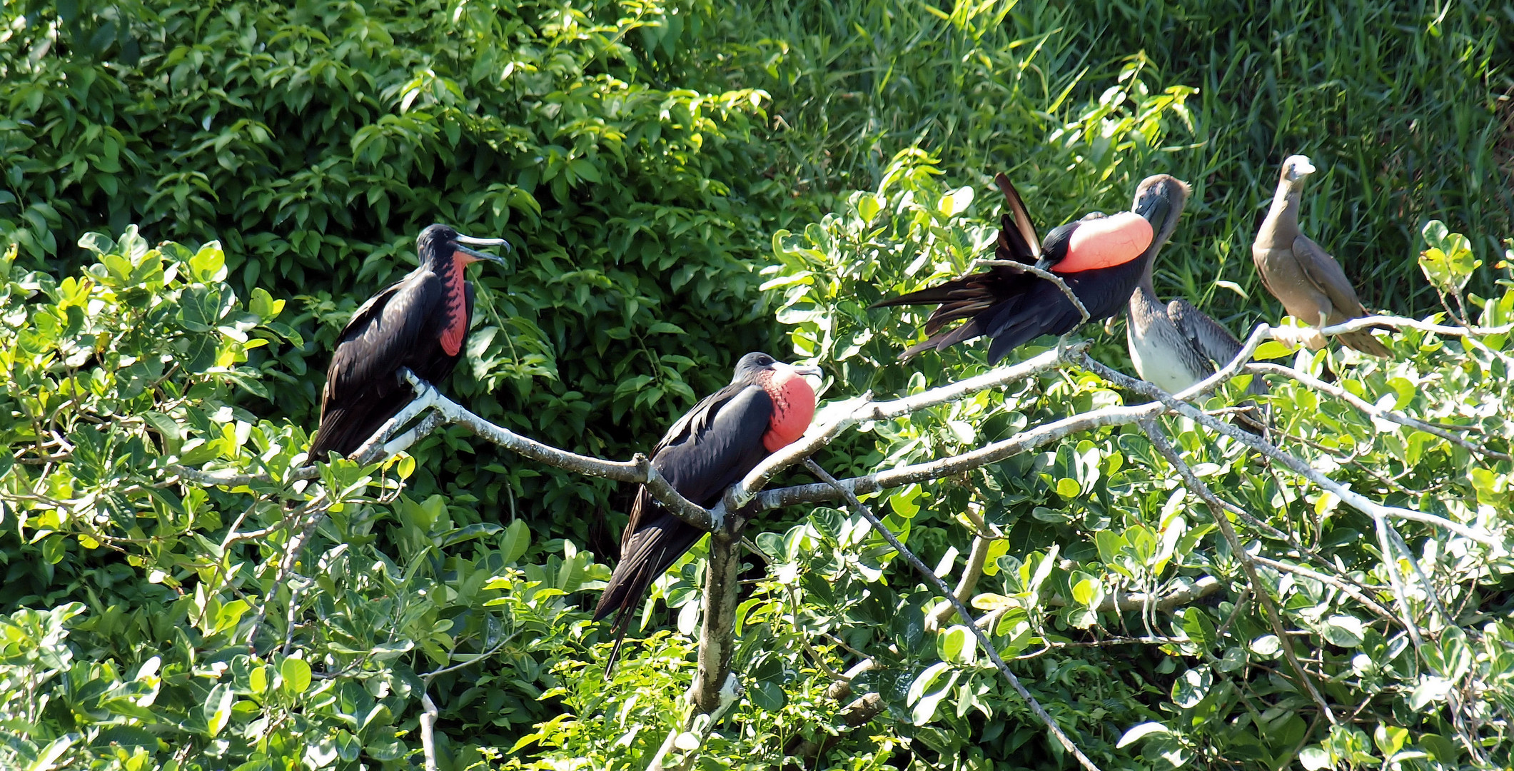 Ausflug " Los Haitises Nationalpark"