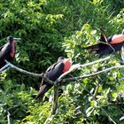 Ausflug " Los Haitises Nationalpark"