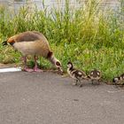 Ausflug mit den Küken