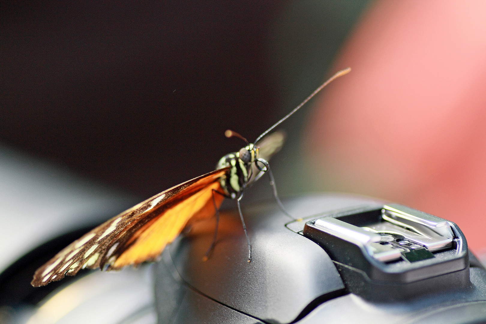 ausflug mit makro 2