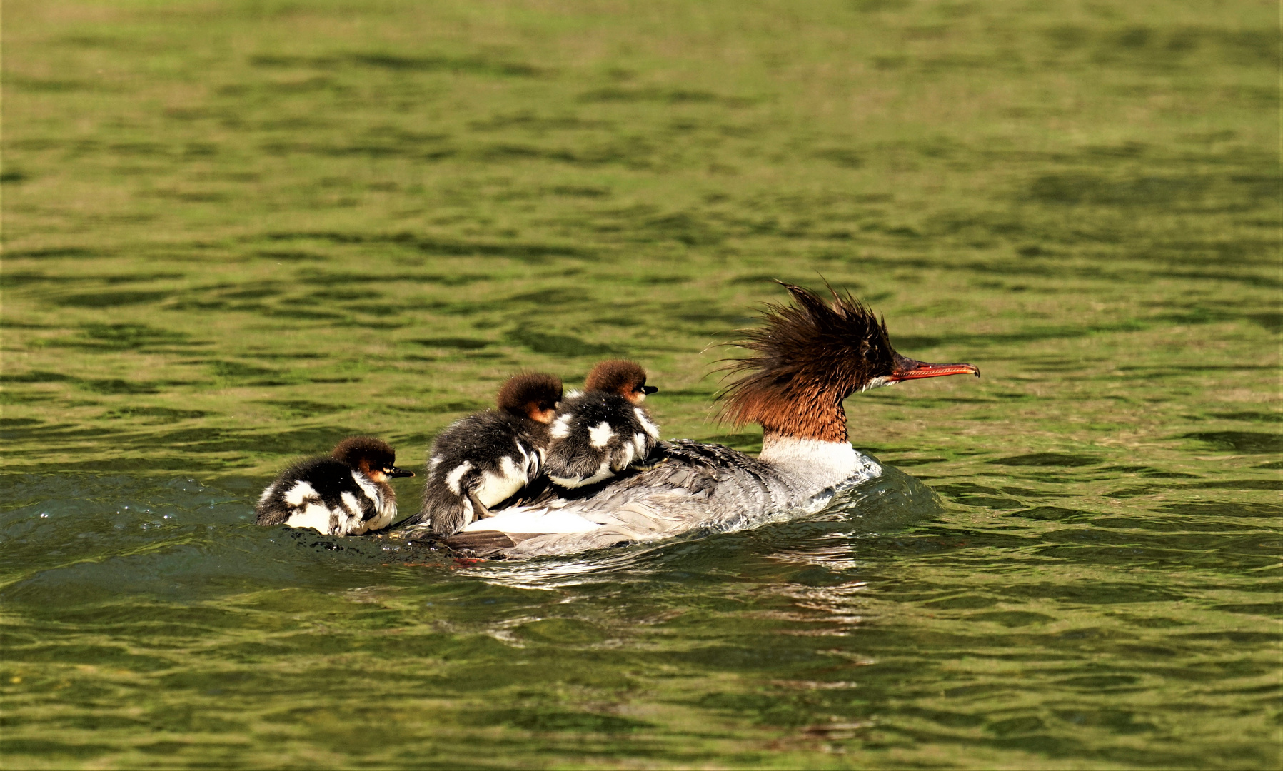 Ausflug mit Mama ( Gänsesäger (W))