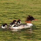 Ausflug mit Mama ( Gänsesäger (W))