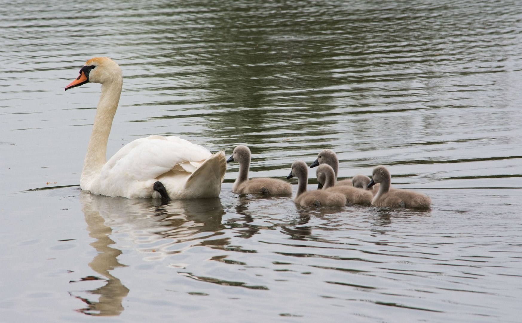 Ausflug mit Mama Schwan