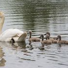 Ausflug mit Mama Schwan