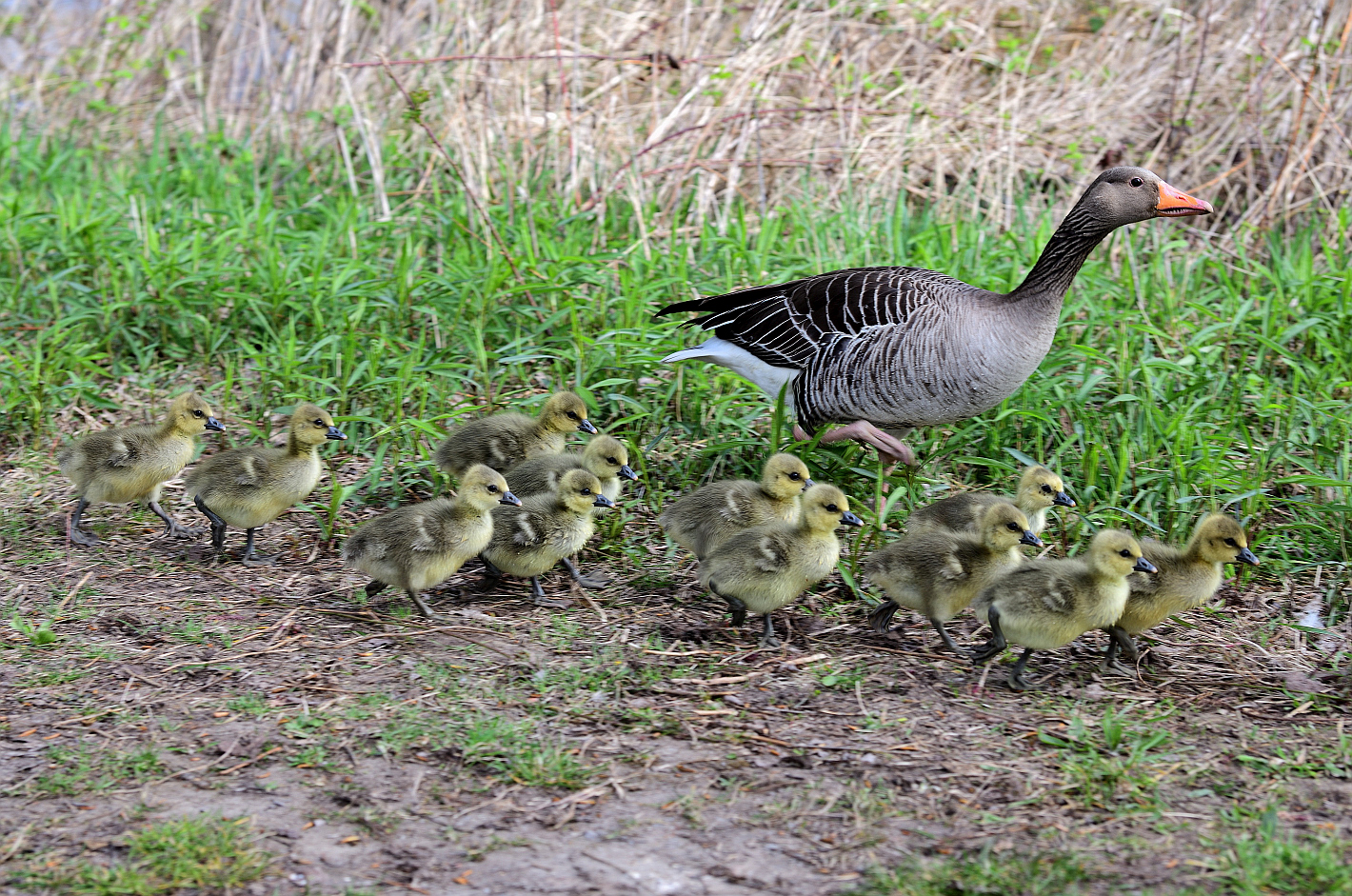 Ausflug mit Nachwuchs, Excursion with offspring, Excursión con las crías