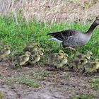 Ausflug mit Nachwuchs, Excursion with offspring, Excursión con las crías