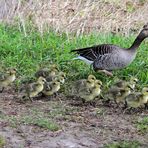 Ausflug mit Nachwuchs, Excursion with offspring, Excursión con las crías