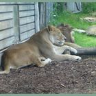 Ausflug nach herberstein - auch den großen katzen