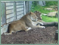 Ausflug nach herberstein - auch den großen katzen